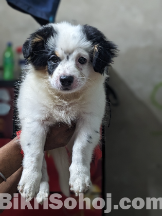 Samoyed breed for sell!